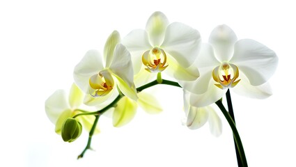 Elegant White Phalaenopsis Orchids