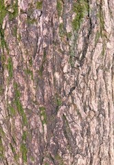 初夏の苔の生えるイチョウの幹 (クローズアップ)