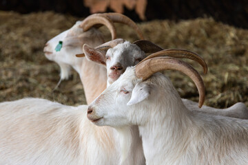 Obraz premium goats in the farm