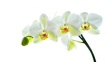 Obraz premium Elegant White Phalaenopsis Orchids