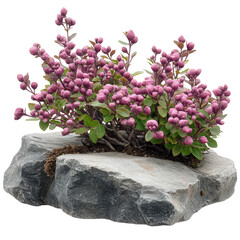 Delicate pink flowering shrub perched on gray rock creating a captivating composition