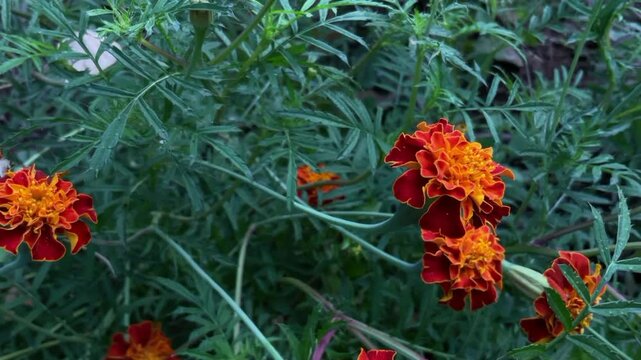 The French marigold, scientifically known as Tagetes patula, is a popular annual plant known for its vibrant and aromatic flowers. 