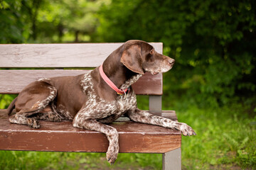 dog in the park