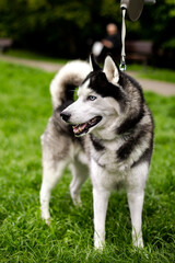 siberian husky dog