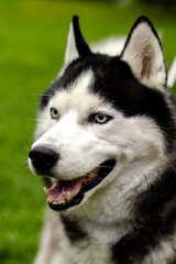 siberian husky dog