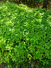 These are azalea leaves in summer.