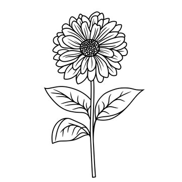 Line drawing of aster flower with leaves on a white background  