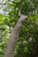 都心散歩　浜離宮の奇木