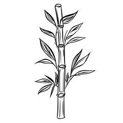 Fototapeta premium Bamboo plant illustrated in minimalist line art style 