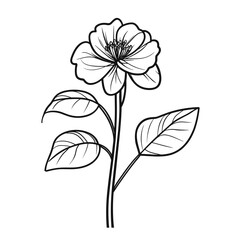 Single line drawing of a begonia flower with leaves