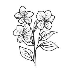 Line drawing of jasmine flower bouquet on white background  