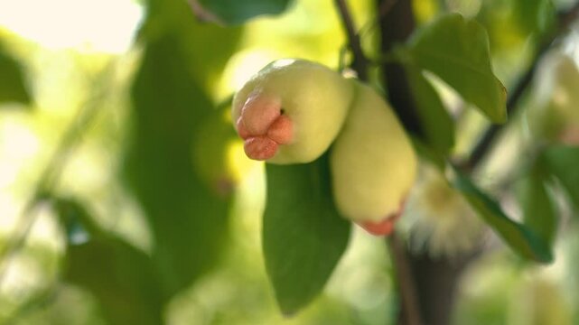 roses apple from its fresh tree. harvest fresh guava in the garden, A collection of water apples ready to be harvested, Wrap a bag for rose apple, Rose apple wrapped in plastic bags to prevent