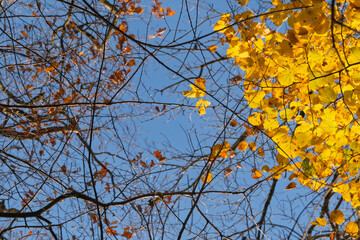 Lumière dorée d’automne en forêt