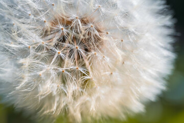 Fototapeta premium Dent-de-lion prête à s’envoler – Gros plan poétique