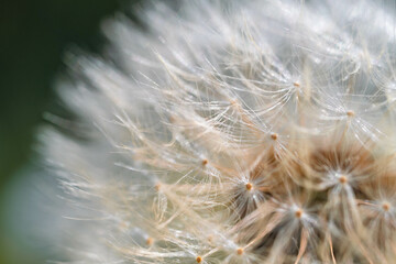 Dent-de-lion pr&ecirc;te &agrave; s&rsquo;envoler &ndash; Gros plan po&eacute;tique