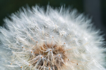 Fototapeta premium Dent-de-lion prête à s’envoler – Gros plan poétique