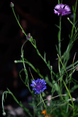 Small Purple and Blue Wildflowers
