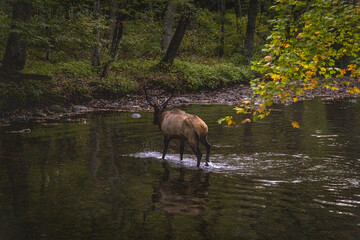 Bull Elk in Great Smokey Mountain National Park.
