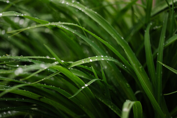 Fresh Grass with Dew and Rain Drops