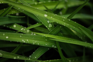 Layered Blades of Grass Covered in Raindrops