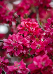 Close up of pink blossoms on flowering crabapple tree in spring.
