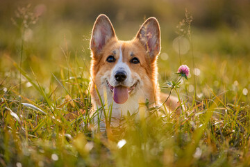 Happily smiling corgi dog laying in green grass