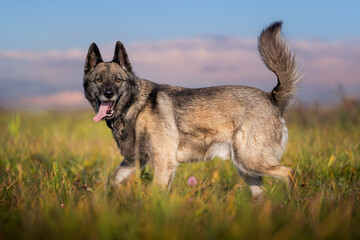 Happy dog walking in a field