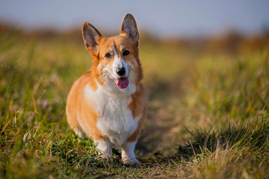 Happy corgi dog standing in nature
