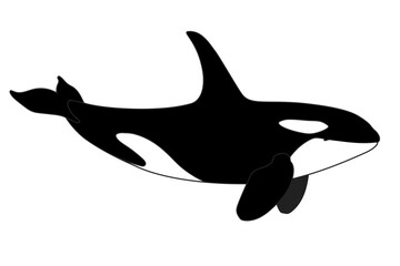 vector orca animal. Сlip art isolated on transparent background. Hand drown design element. 