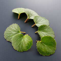 雪の下_つまもの