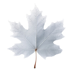 white frosted maple leaf transparent background