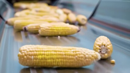 Fresh Yellow Corn Cobs Moving on Blue Conveyor Belt in Food Processing Factory Conveying Food from Farm to Table During Harvest Season
