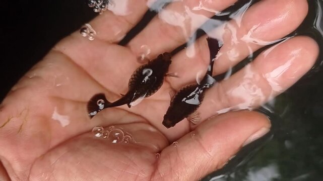 very beautiful and pretty guppy fish