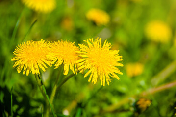 Yellow dandelions blooming on grass background
