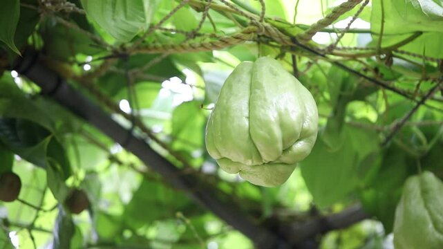 chayote on the tree, chayote in the farm