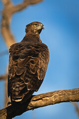Martial Eagle in Africa 