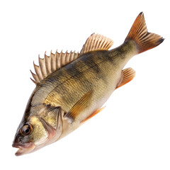 Fototapeta premium fish isolated on white background