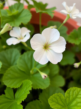 geranium plant (Geraniales) leaf over white
