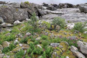 Landscape at the Tungeneset viewpoint between Steinfjord and Ersfjord- Senja, Norway  