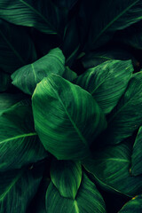 abstract tropical leaf textures on dark tone, natural green background.