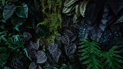 Full Frame of Green Leaves Pattern Background, Nature Lush Foliage Leaf Texture, tropical leaf
