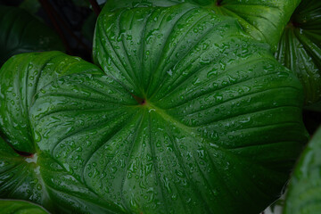 abstract tropical leaf textures on dark tone, natural green background.