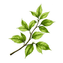 Lush Green Sprig with Vibrant Leaves - Botanical Illustration