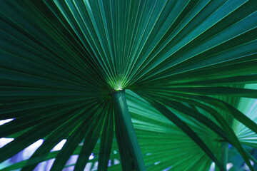 abstract palm leaf textures on dark blue tone, natural green background.