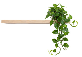 Elegant Hanging Plant on Minimalist Shelf: Interior Design Photography on white background