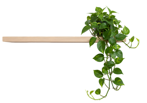 Elegant Hanging Plant on Minimalist Shelf: Interior Design Photography on white background