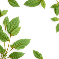 Fototapeta premium Fresh green sage leaves on light background, flat lay. Space for text