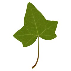 ivy hedera leaf bottom side isolated over white