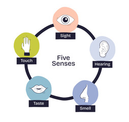 Five senses are illustrated with simple icons for sight, hearing, touch, taste, and smell, showing sensory perception, transparent background. Doodle style diagram