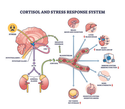 Cortisol and stress response system shows brain, adrenal glands, and bloodstream pathways with hormone flow and effects, transparent background.